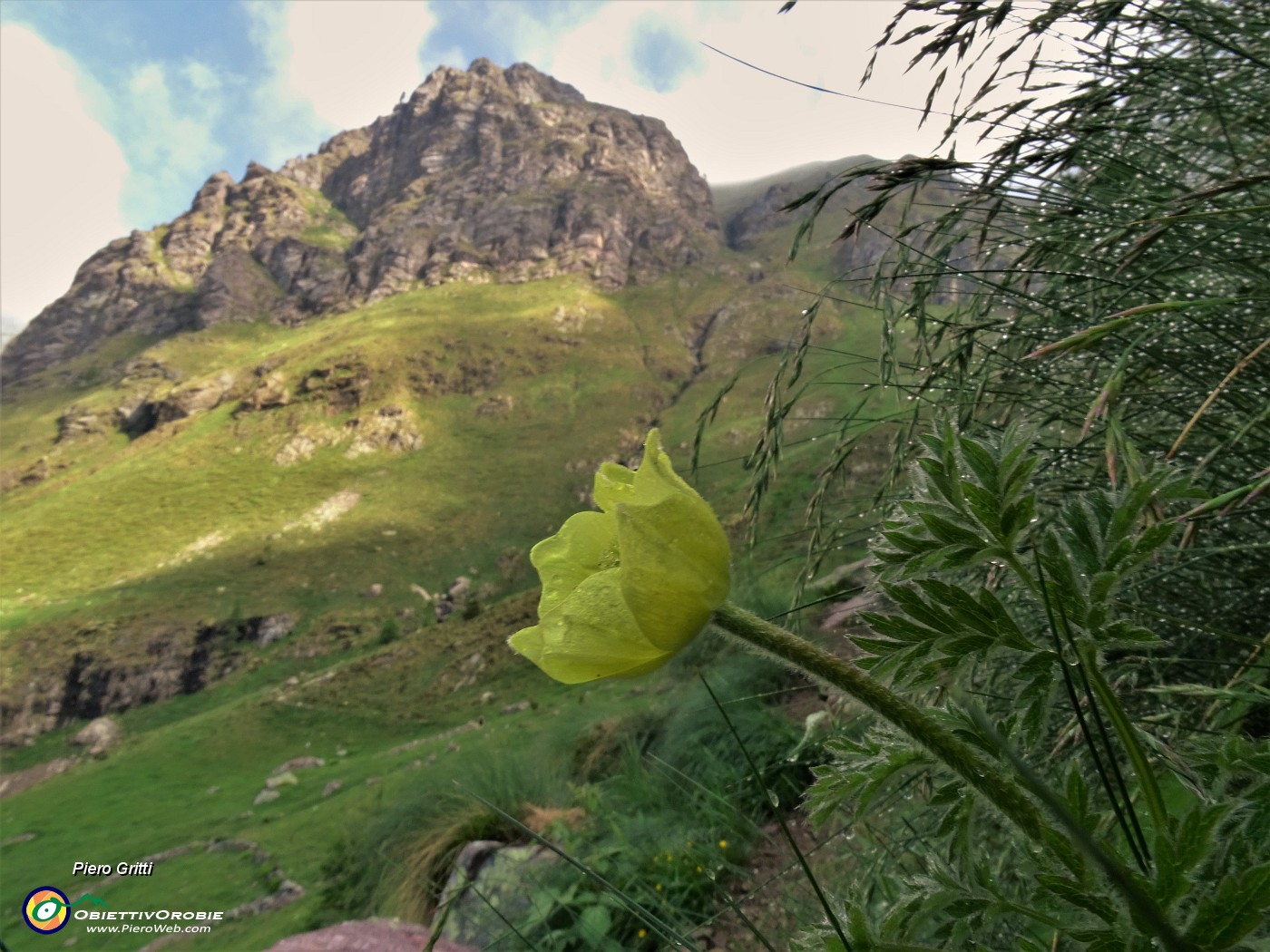 11 Pulsatilla alpina sulphurea (Anemone sulfureo).JPG